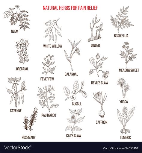 Best natural herbs for pain relief Royalty Free Vector Image