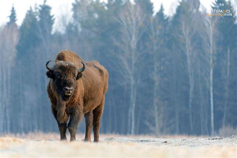 European Bison | European bison, Forest, Bison