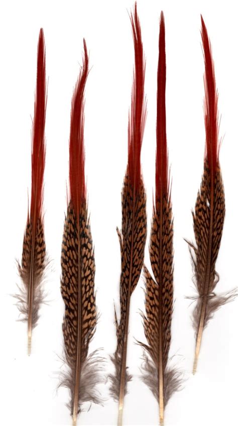 Color tipped pheasant tail feathers Orange/Red by ElpasoBellyDance