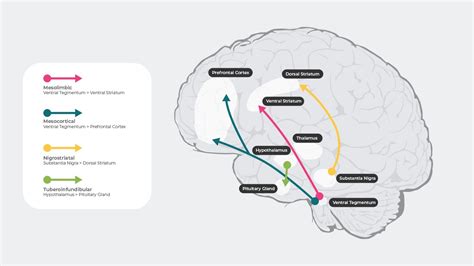 Four Major Dopaminergic Pathways & Association with Schizophrenia - Bepharco