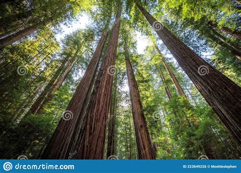 Sunset Views in the Redwood Forest, Humboldt Redwoods State Park ...