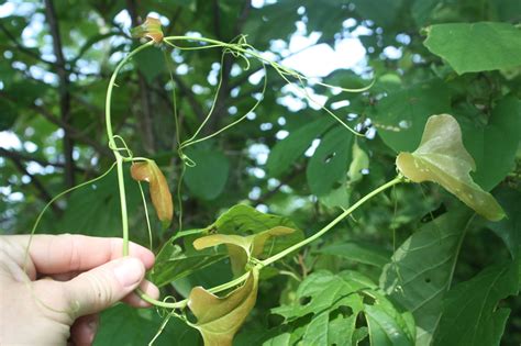 The Dewberry Blog: Smilax and the Greenbrier Family, Perennial Vine/Shrub