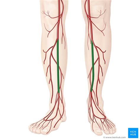 Anterior tibial artery: Anatomy, branches, supply | Kenhub