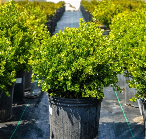 Wintergreen Boxwood | Firehouse Nursery