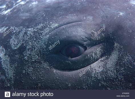 Baby Sperm Whale High Resolution Stock Photography and Images - Alamy