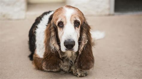 Basset Hound Grooming: Tips on Shedding, Bathing and More