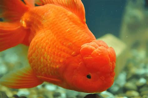 Fat Goldfish: Essential Care and Feeding Tips - Memfish dot net