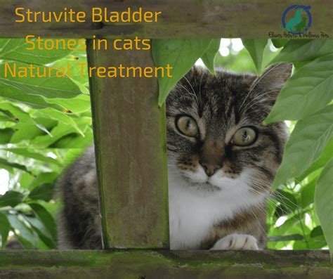 Struvite Bladder Stones in cats Natural Treatment Elicats.it
