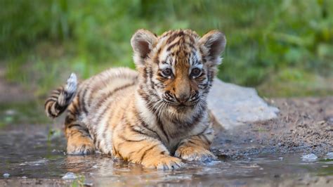 Tiger Cub Wallpapers - Wallpaper Cave