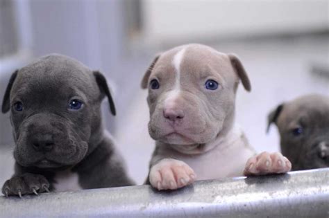 American Pit Bull Puppies: Care, Feeding, Education Pets Feed