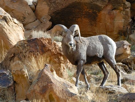 Mystery epidemic wipes out Antelope Island’s bighorn sheep; it may take years to rebuild herd to ...