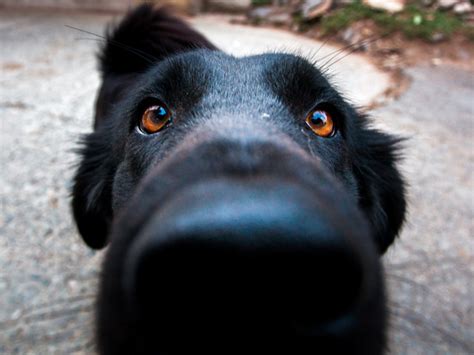 Dogs Trying the 'Snoot Challenge'