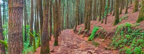 Vagamon Pine Forest • Entry Fee, Timings, Things To Do