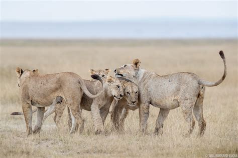 Lion Greeting | Will Burrard-Lucas