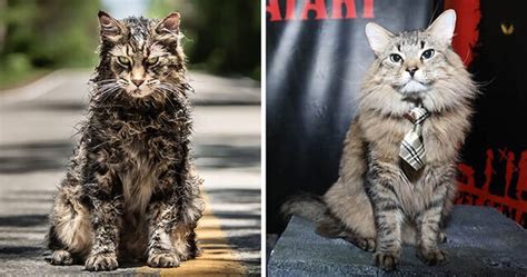 These Cats Were Trained To Be Actors For The 2019 Remake Of Pet ...