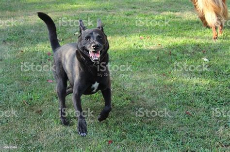 Black Dog Running With Smiley Face Stock Photo - Download Image Now - 2015, Activity, Black ...