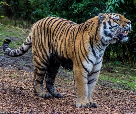 Tiger Roar Photograph by Martin Newman