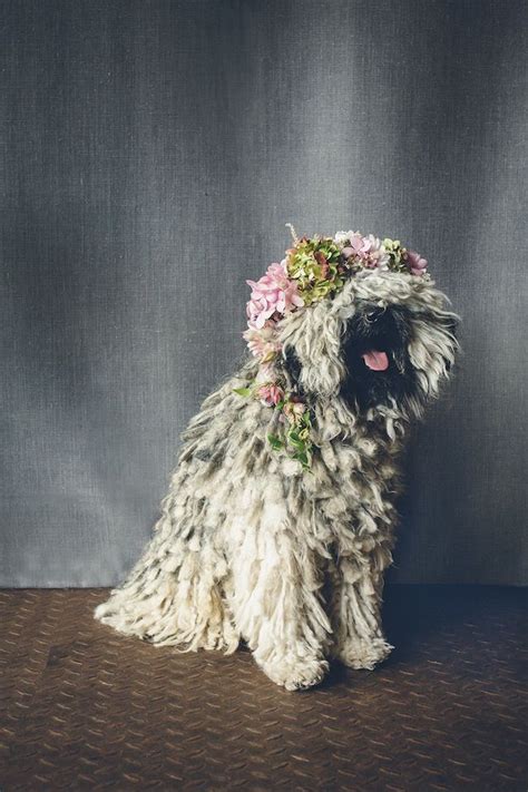 dogs in flower crowns | Cute puppies, Dogs, Flower crown