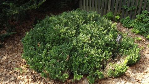 Buxus sinica var. insularis 'Nana' - dwarf Korean boxwood | The Dawes ...