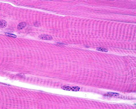 Skeletal Muscle Cell Structure