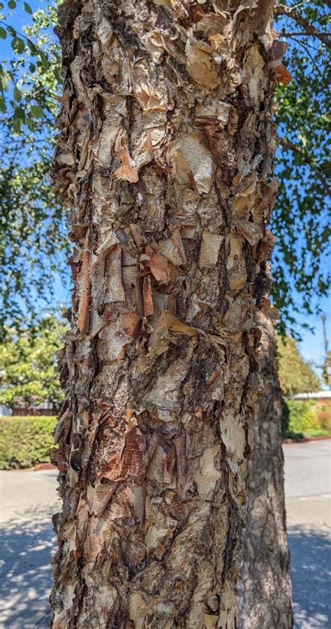 Birch tree allergy (Betula) - a complete guide w/ photos. » Allerma™