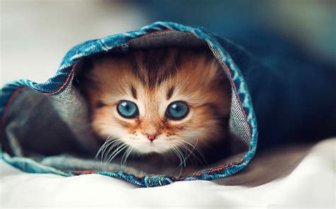 HD wallpaper: cute kittens hd desktop background | Wallpaper Flare