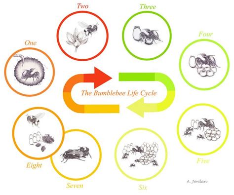 the bumblebee life cycle is shown with four different stages in each ...