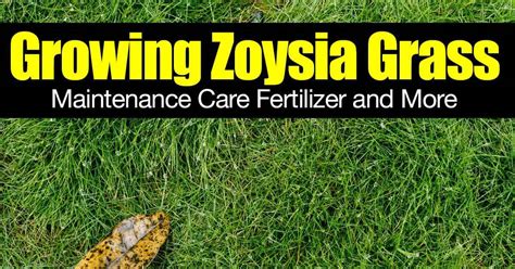 Growing Zoysia Grass - Maintenance Care Fertilizer and More