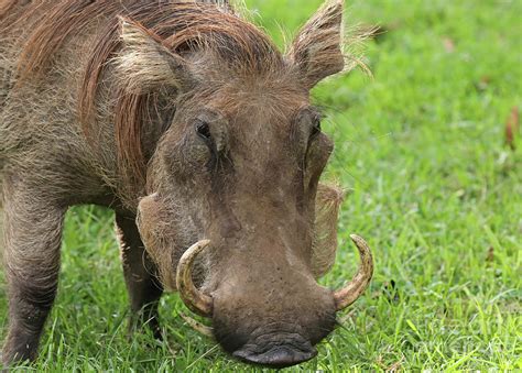 Pumba Photograph by Chuck Hanlon - Fine Art America