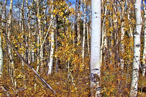 Rocky Mountain Fall Photograph by Mark Smith - Fine Art America