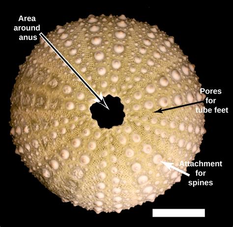 Echinoids - Sam Noble Museum