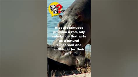 Hippopotamus Red Sweat Revealed: Nature's Sunscreen! #education #facts #didyouknow # ...