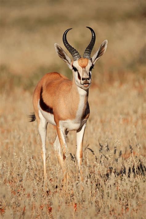 Springbok Antelope Stock Photo - Image: 42459397