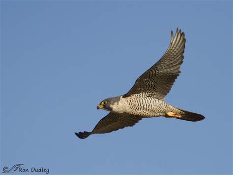 Peregrine Falcon In Flight After Dining On Duck – Feathered Photography