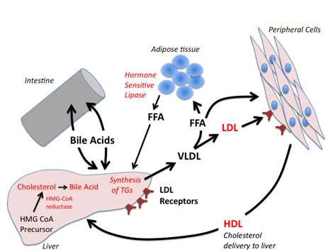 lipid synthesis pathway | The major pathways involved in the synthesis ...