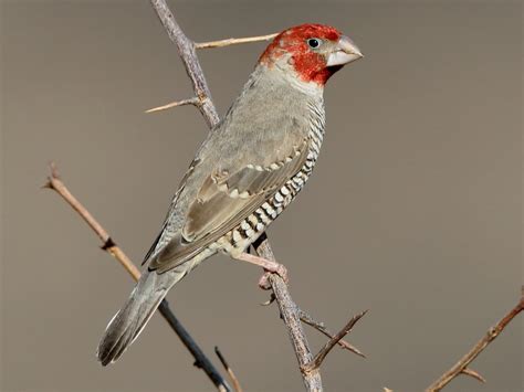 Red-headed Finch - eBird