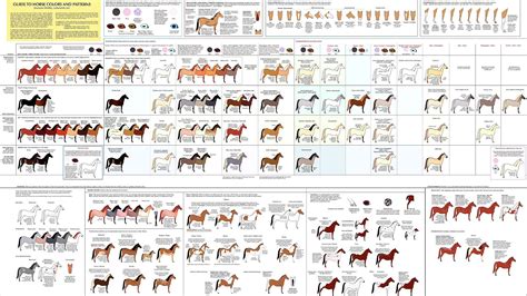 Equine coat color genetics Horse - Horse Choices