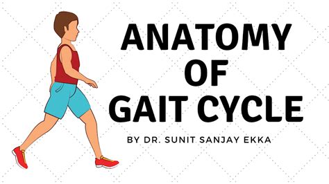 Gait Cycle Muscles Activity: Its anatomy explained : Physiosunit