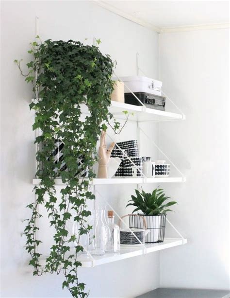 Indoor plants that drape down are an unexpected touch that’ll really make your room memorable ...