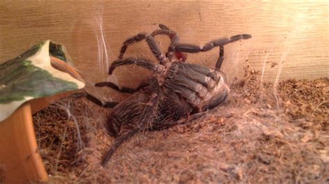 Lasiodora parahybana molting - YouTube