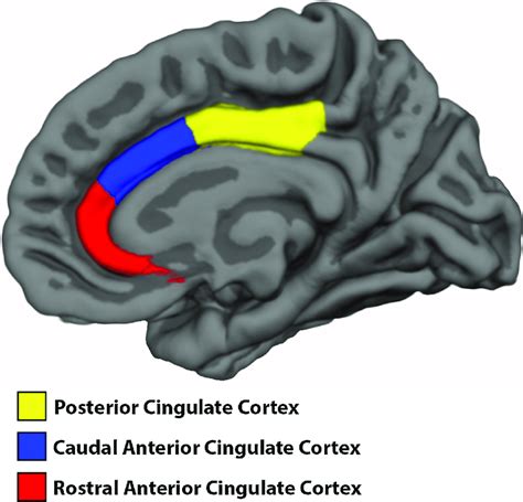 Anterior Cingulate Cortex