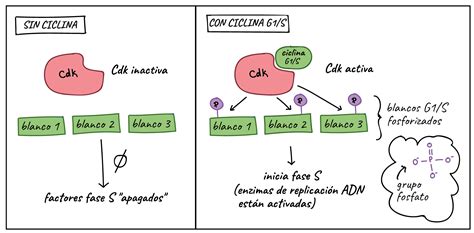 CINASAS DEPENDIENTES DE CICLINAS PDF