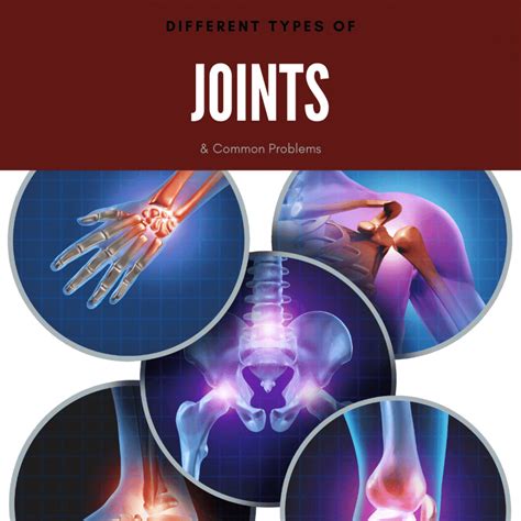 Ball And Joint Socket Joints In The Human Body