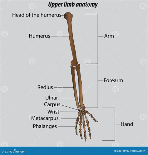 Arm Forearm And Hand Bones Isolated Vector Illustration Drawing Hand ...