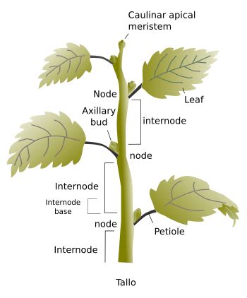 Plant Node