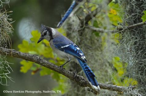 Tennessee Watchable Wildlife | Blue Jay - Habitat: FOREST