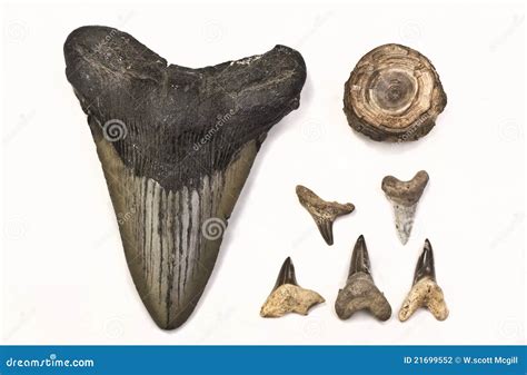 Fossils of Shark Teeth stock photo. Image of huge, million - 21699552