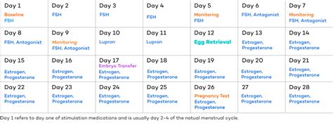 IVF Egg Retrieval: Process, Procedure, Recovery, Risks, and More