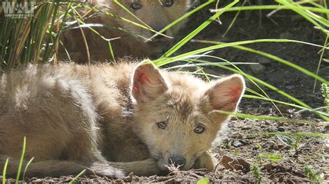 What to Expect During Coyote Pup Season | Wolf Conservation Center