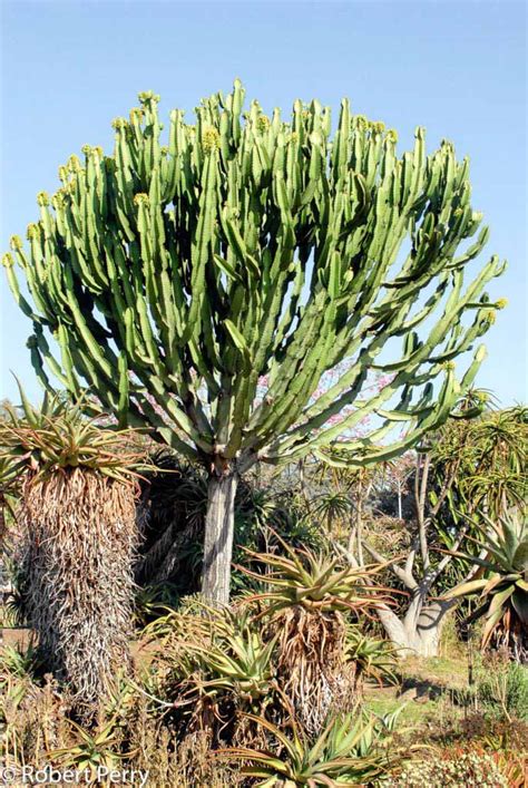 Euphorbia ingens Candelabra Tree Cutting with Branches Outdoor & Gardening Plants trustalchemy.com